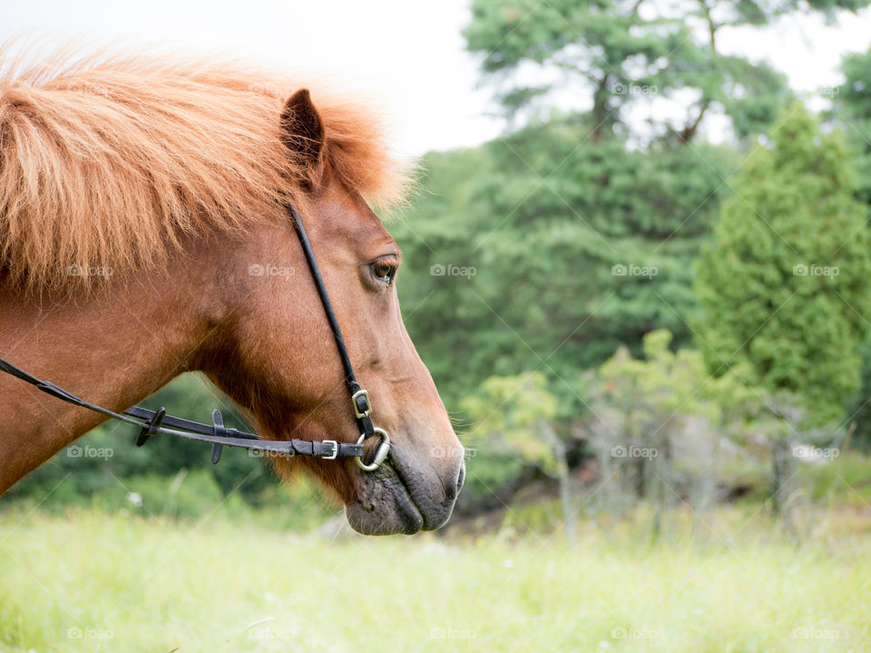 #häst #horse #islandshäst #ryttare #hästtjej #ridning #riding #horsebackriding #barbacka #Lumix Barbackaridning #trav #galopp #skritt #skritta #träns #sommar #sverige #svensksommar #sommarlov #stockholm #sweden #swedishsummer #summer 