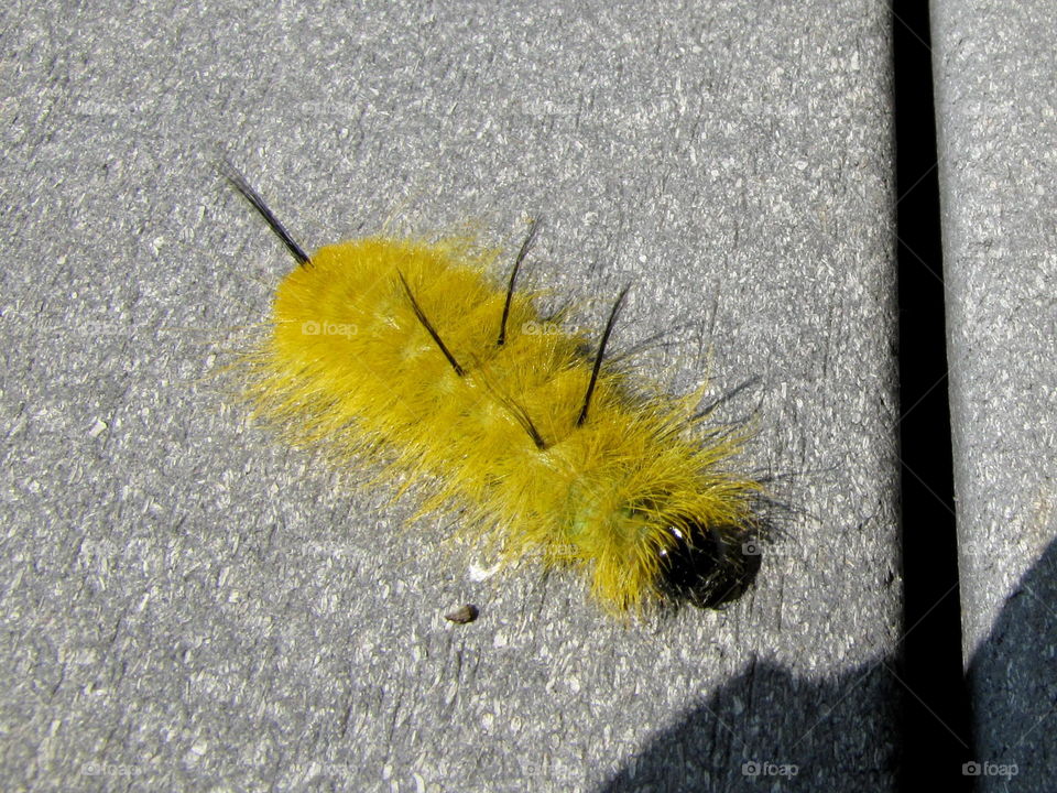 Rash causing Dagger Caterpillar