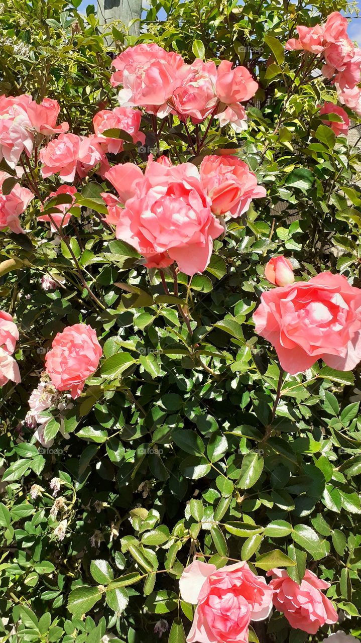 rosal de mi jardín