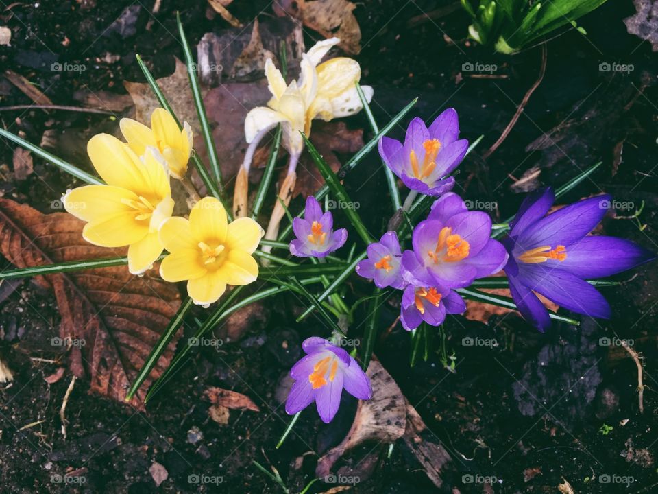 Spring Flowers - crocus