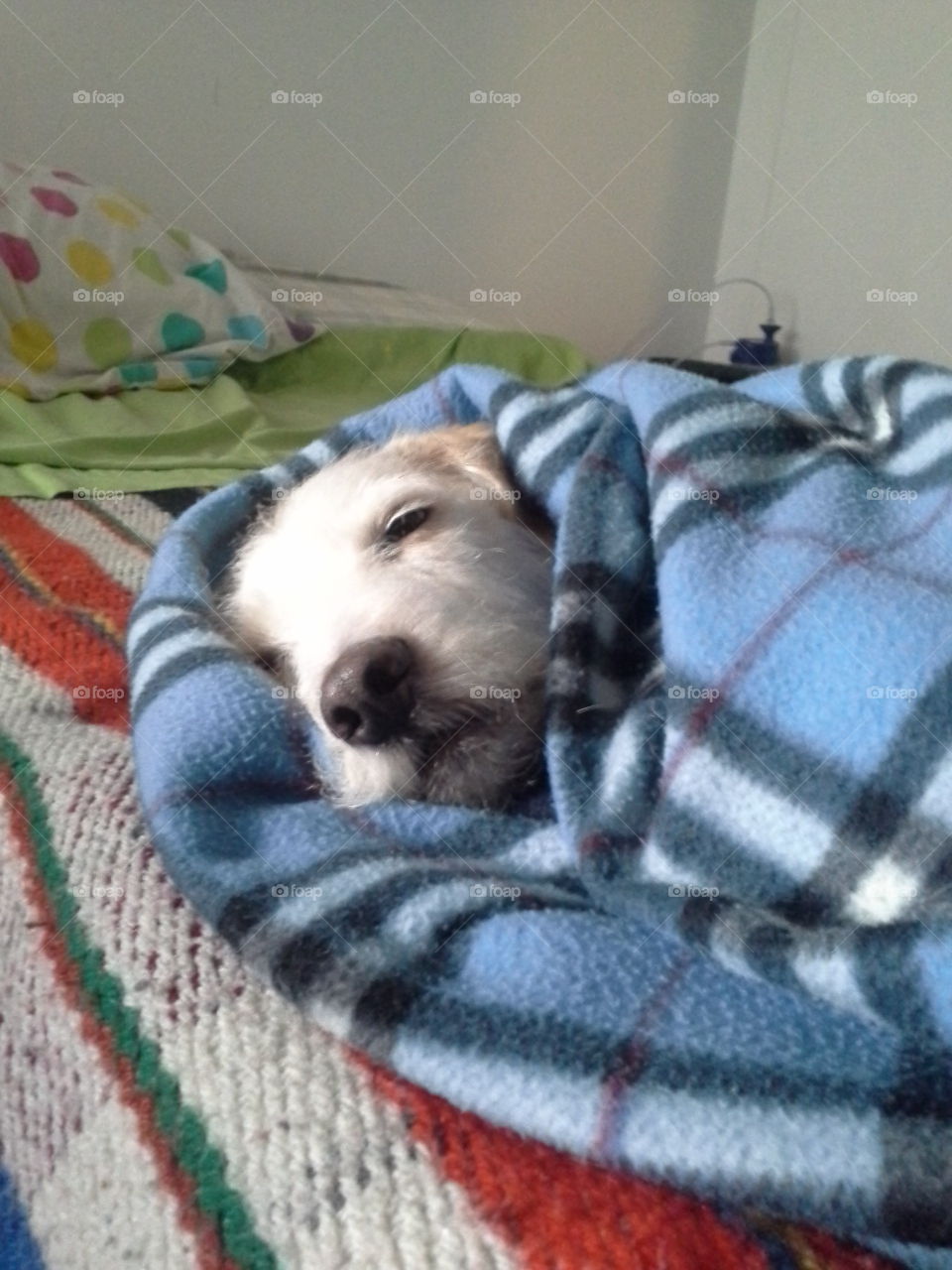 hey! remember i'm not a dog, i'm a burrito. he was so bas because de day was to cold so y put a blanket in the bed and roll him like a mexican burrito