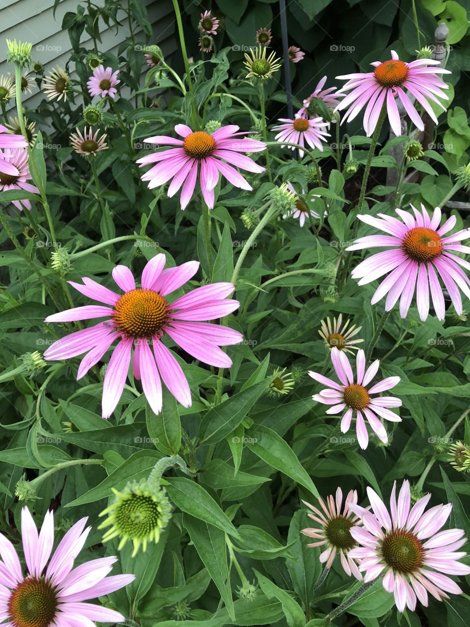 Pink echinacea 