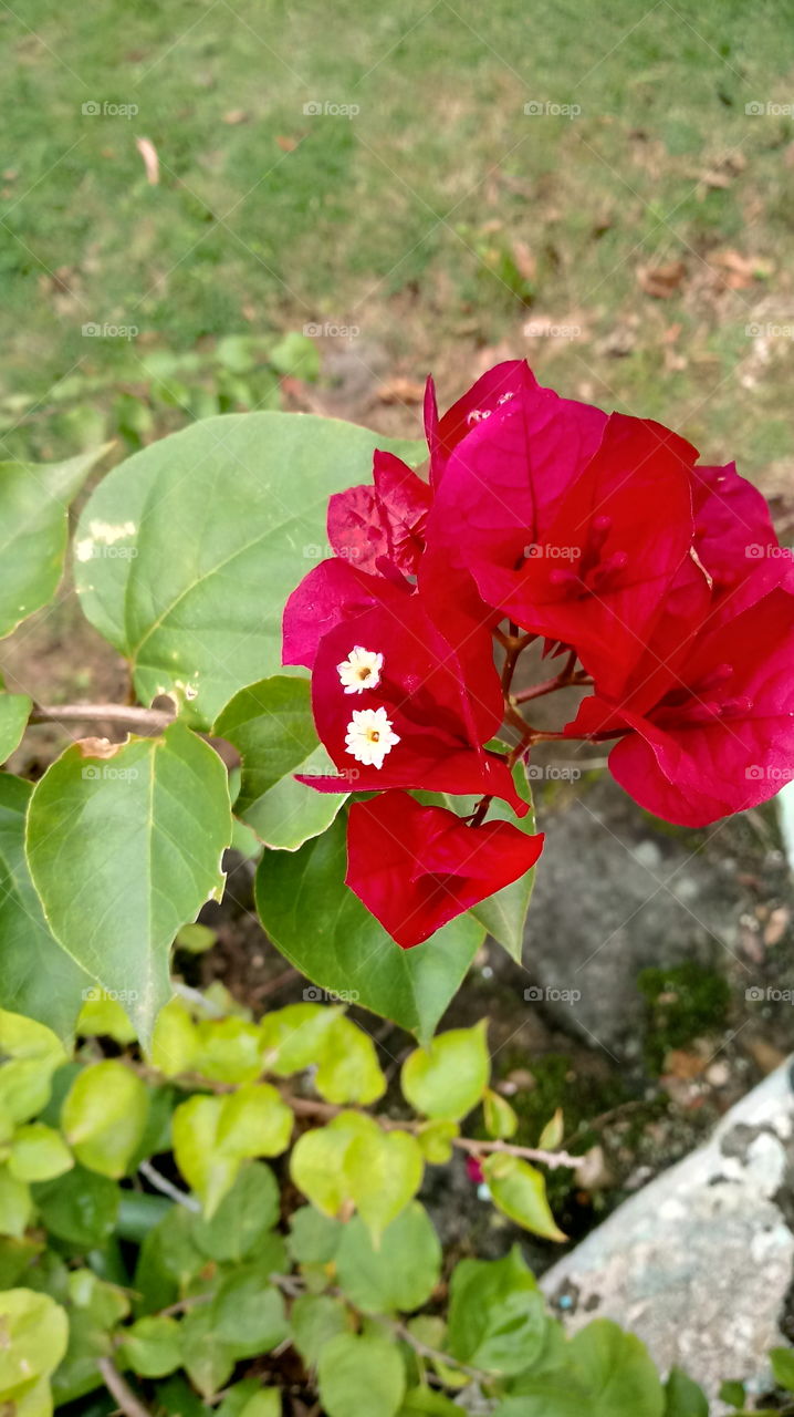 Bougainvillea Flowers