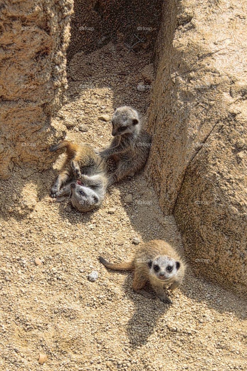 Meerkats