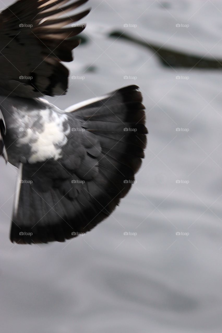 black and white close up action photography. bird in motion, take off over the water