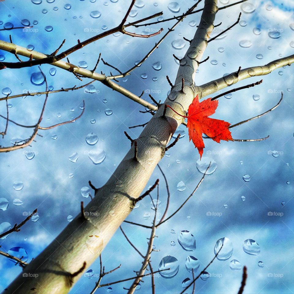 Last leaf on the tree