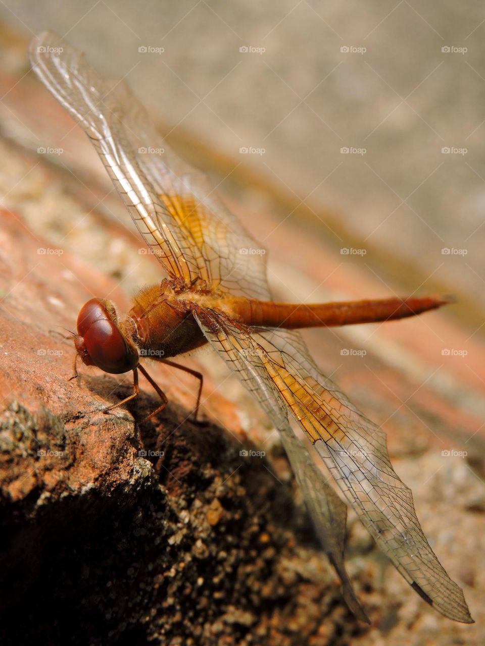 Indian dragonfly