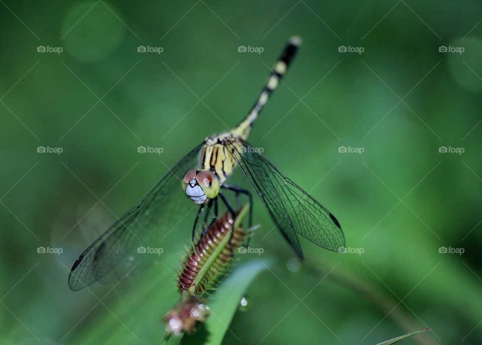 Diplacodes trivialis. Chalky pencher. Medium size dragonfly's from the member of libellulidae. Incommon female individue of this species which interest to the low body perching on.