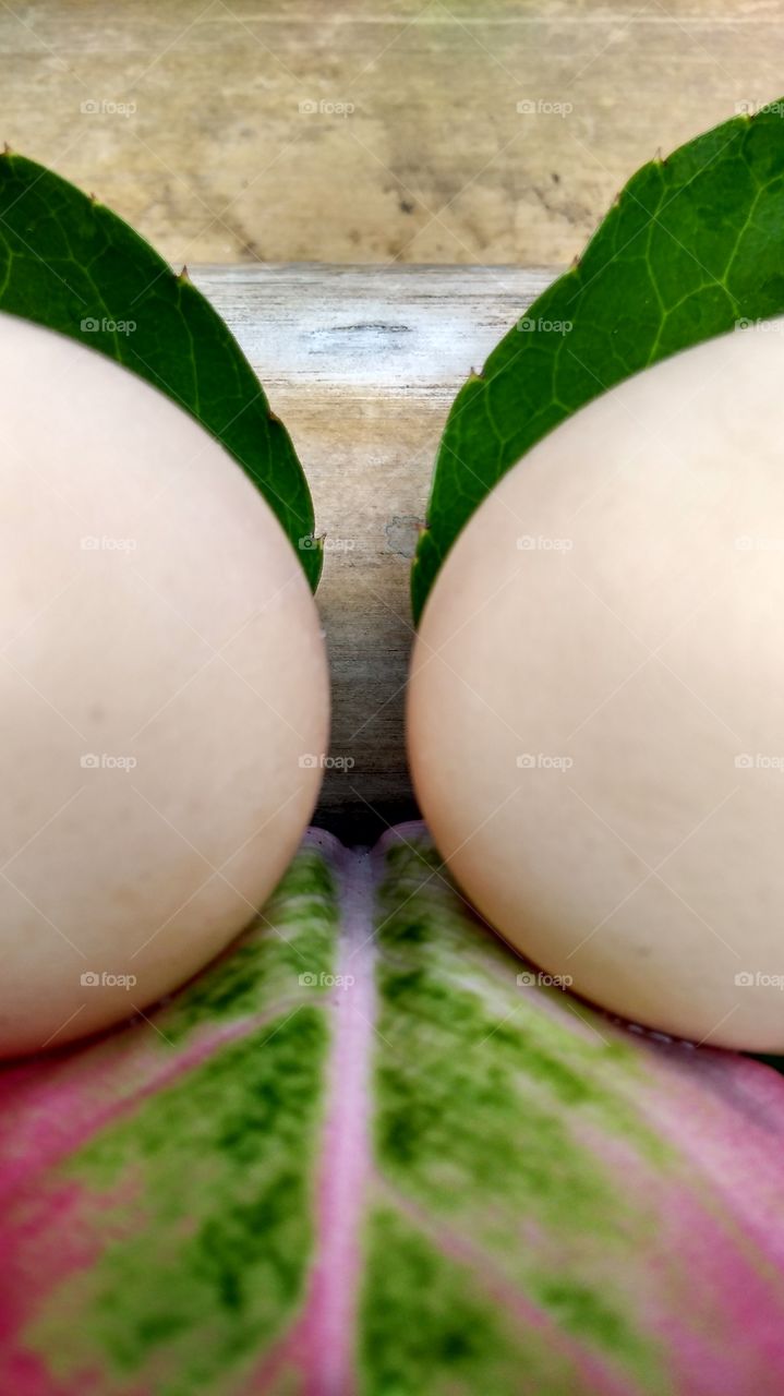 twin egg