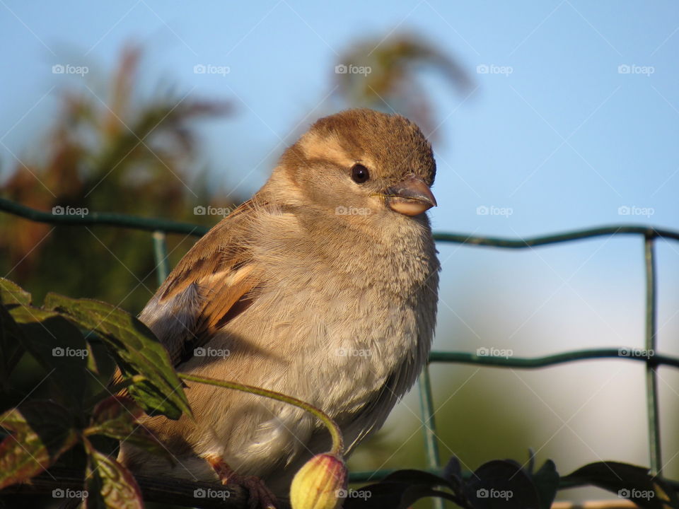 Close-up of a bird