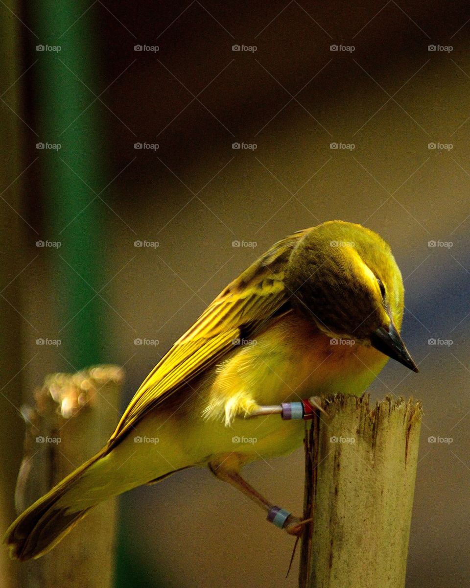 Yellow Bird