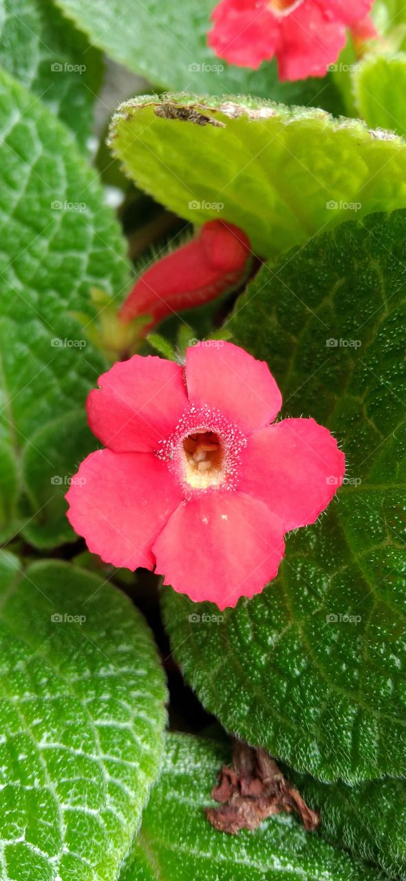 red flower ~ who am i...