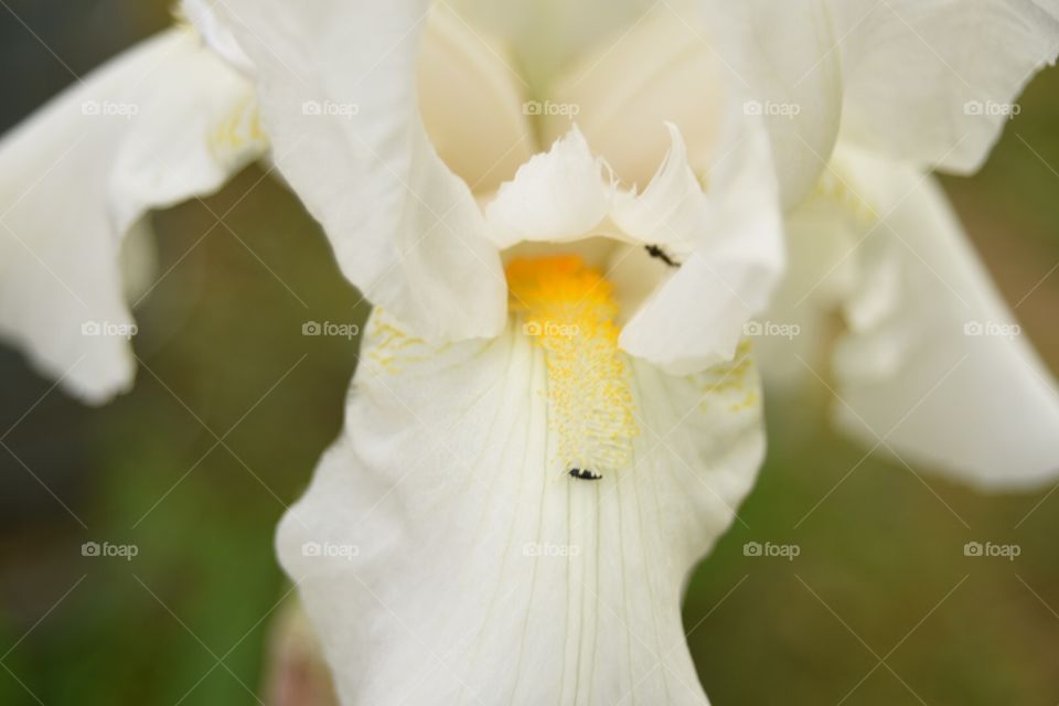 Darryl Wilson. Blooming picture taking