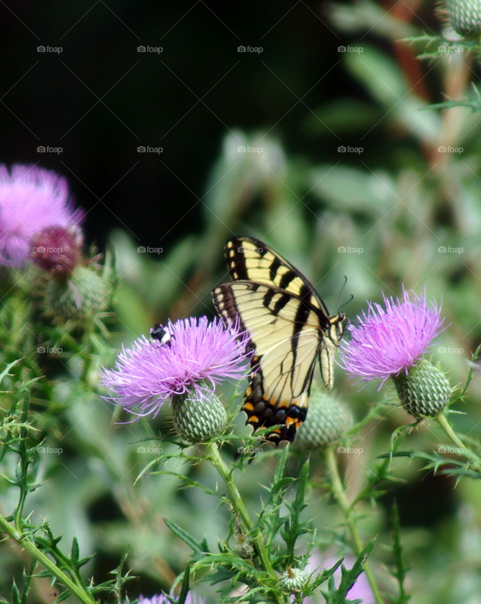 Butterfly & Thistle