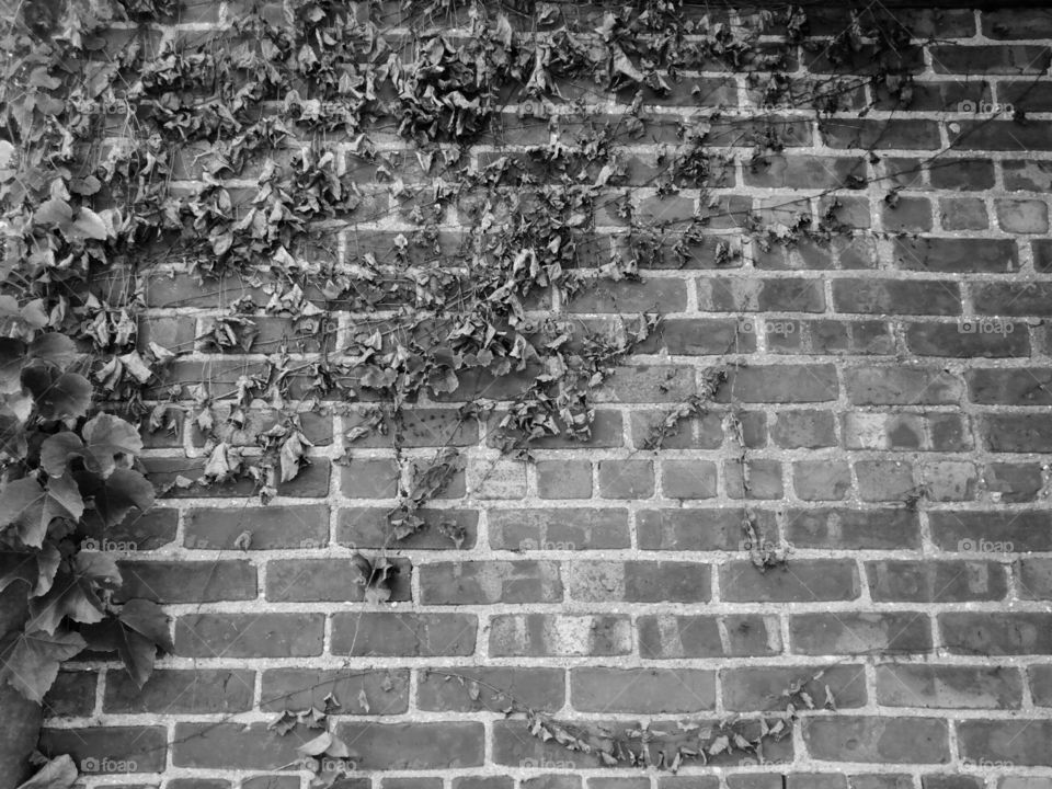Ivy covered brick wall