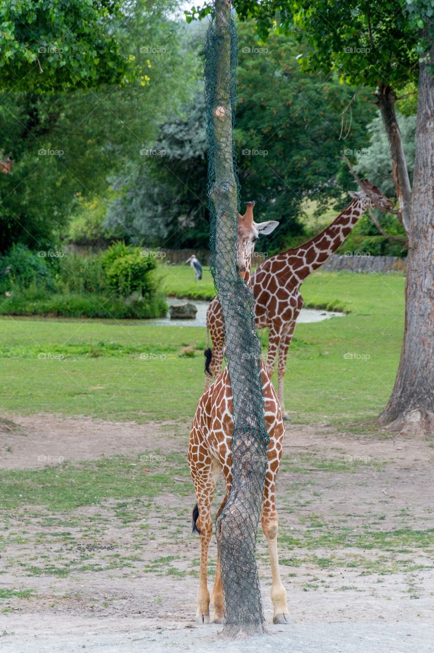 Giraffe at zoo