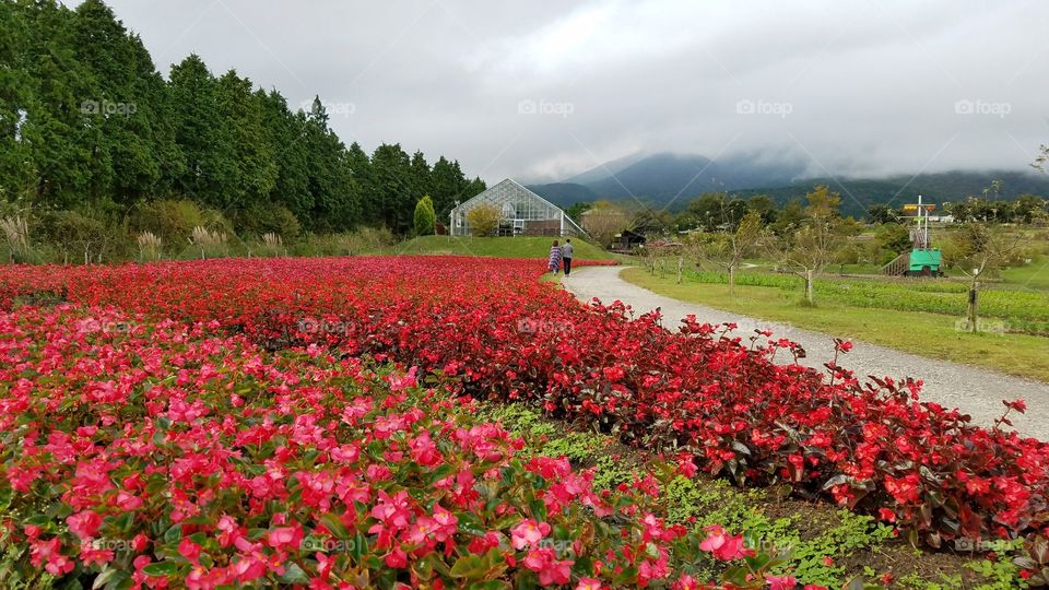 Flower fields