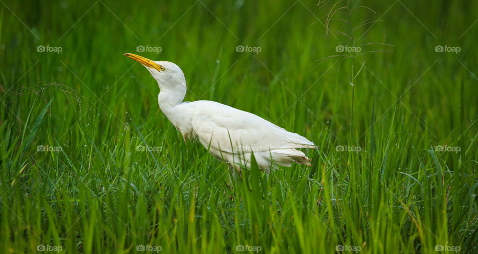 A twi color story of cattle egret which is capturing its prey... fresh morning