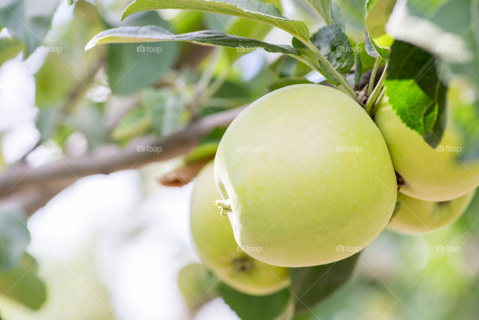 Ripe green apples on a branch ready to be harvested. Ripe green apples on a tree. Apple tree with apples