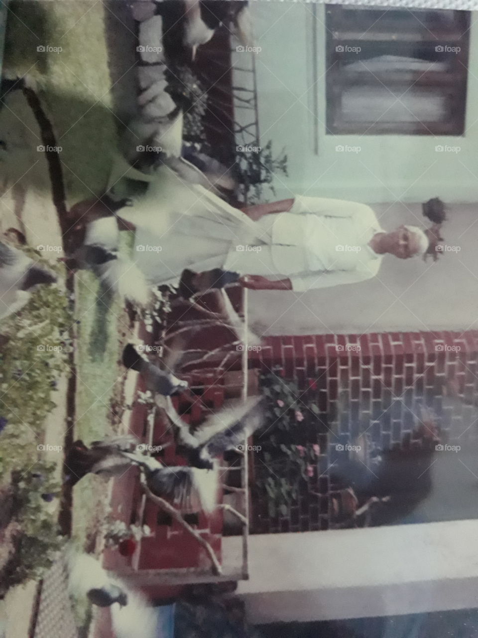 sparrows and pigeons