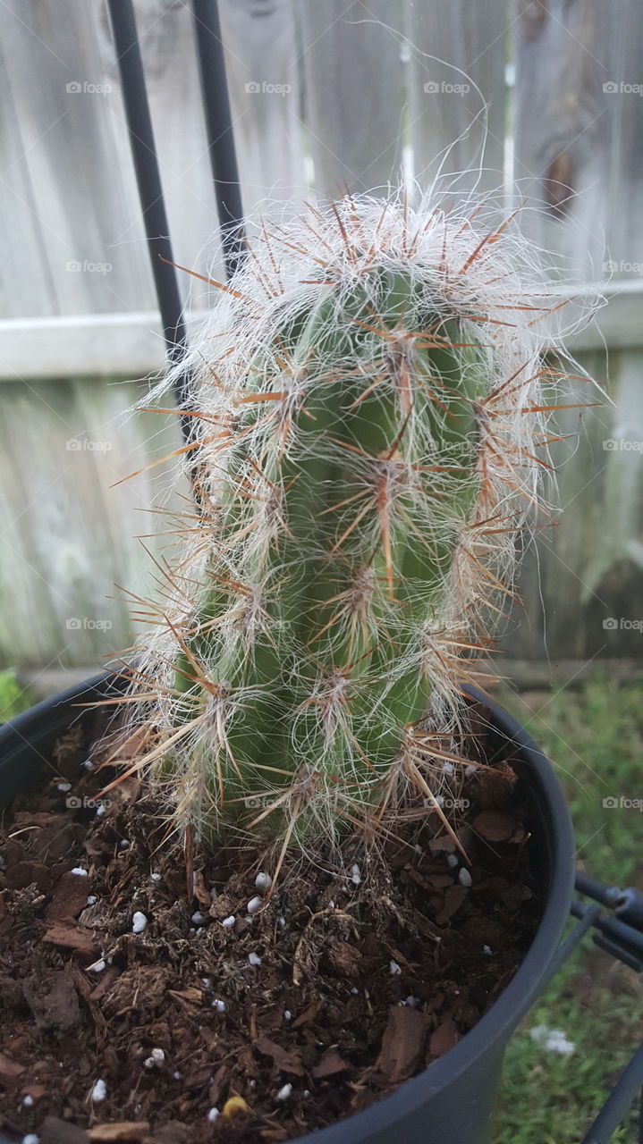 old man of the andies cactus