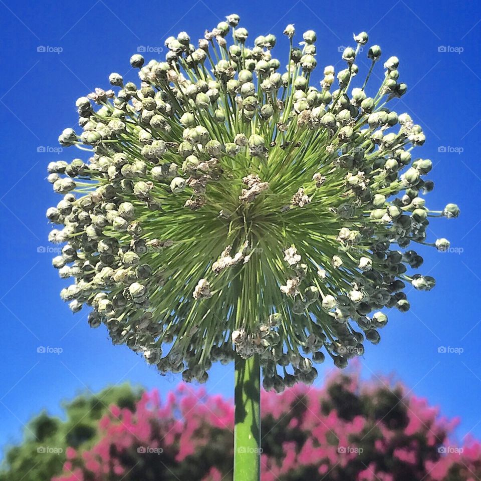 Onion bloom against a blue sky.