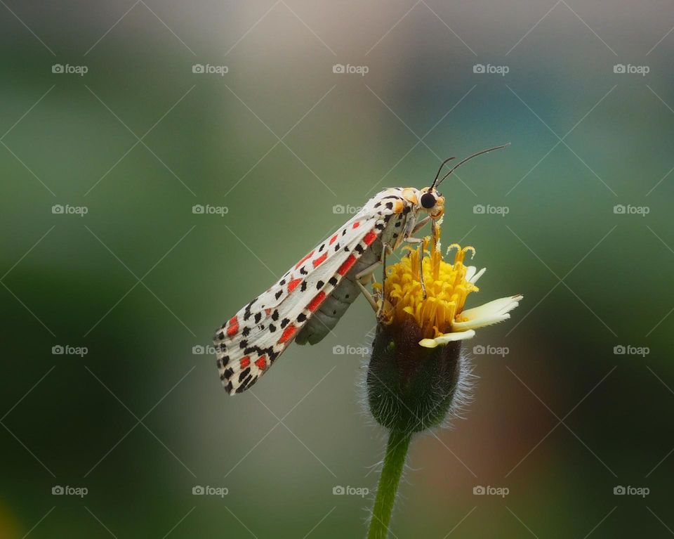 the crimson-speckled flunkey (moth)