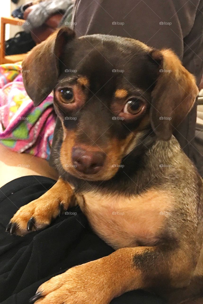 Close-up of a puppy