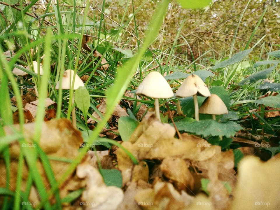 Mushroom, Nature, Fungus, Leaf, Grass