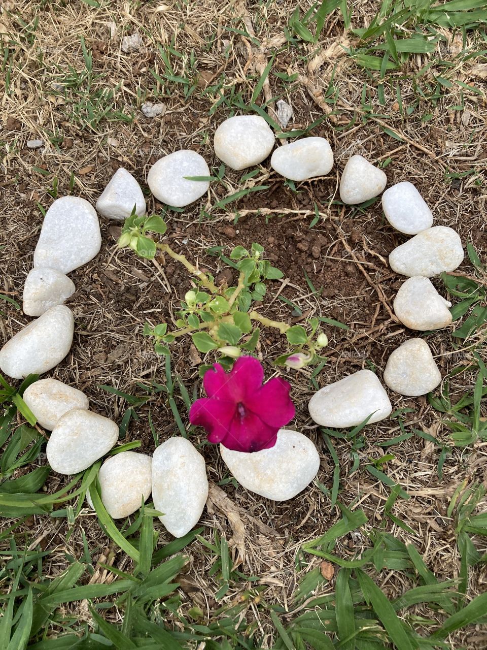 🌹 🇺🇸 Very beautiful flowers to brighten our day.  Live nature and its beauty. Did you like the delicate petals? / 🇧🇷 Flores muito bonitas para alegrar nosso dia. Viva a natureza e sua beleza. Gostaram das pétalas delicadas? 