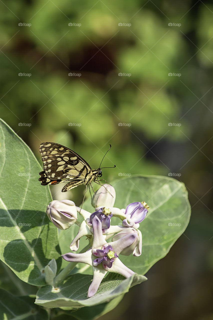 Brown Butterfly On Calotropisi n the garden.