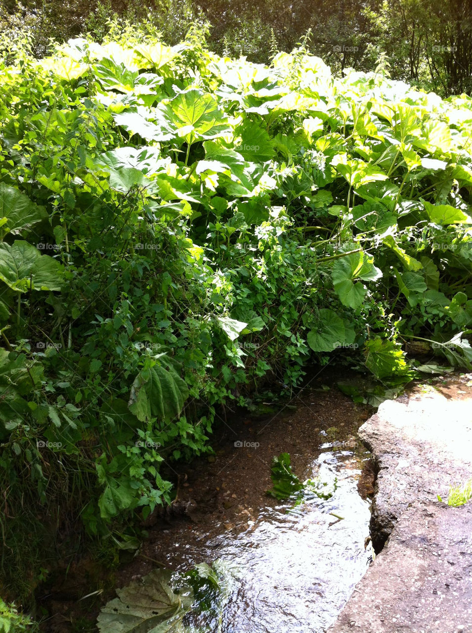 nature england woodland river by binkyboo
