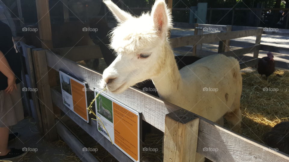 White alpaca eating hay