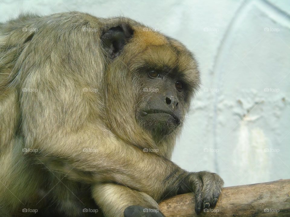 Black Howler Monkey closeup, Bancham Zoo, UK