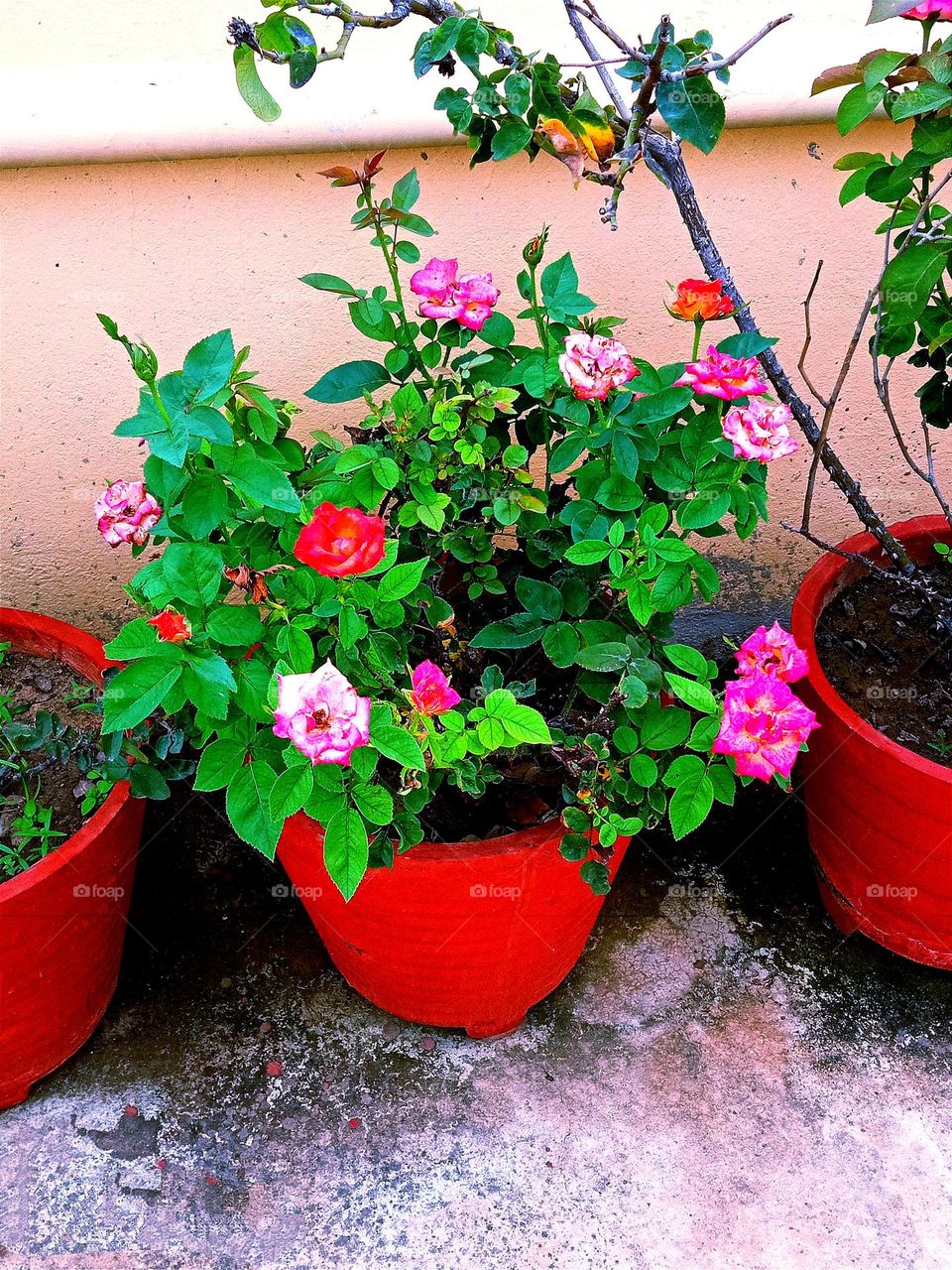 beautiful rose 🌹flower plant 🌱in our garden