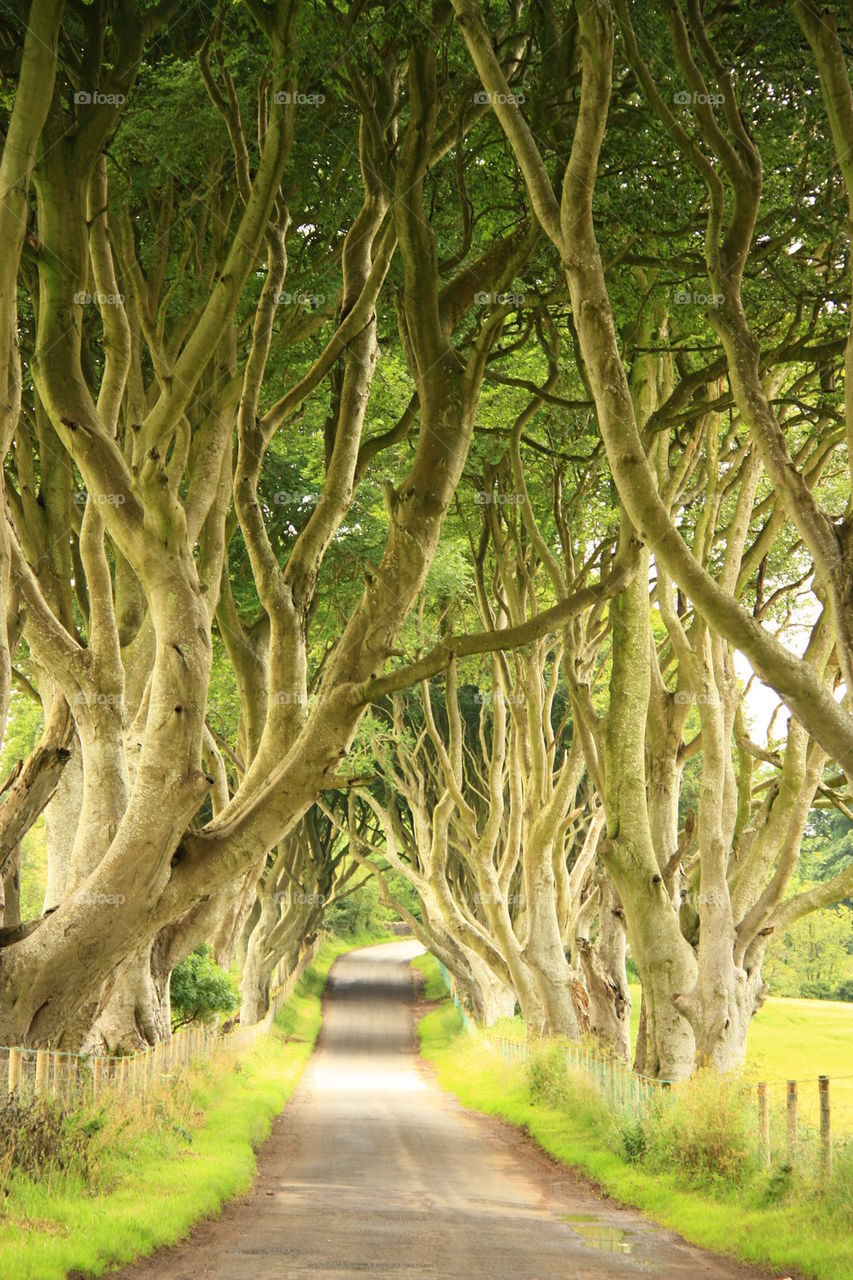 Road through the Dark Hedges