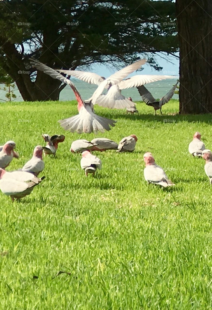 Flock of wild pink Galah parrots feeding in grass and in various stages of flight