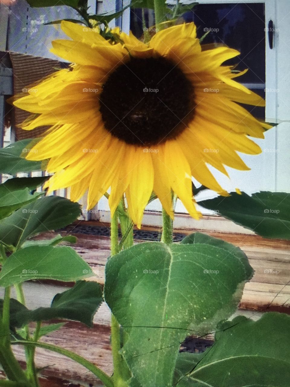 Sunflower in my sisters garden in her front yard in country.