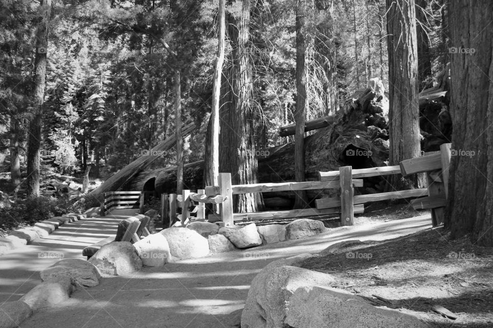 Sequoia National Park Trail