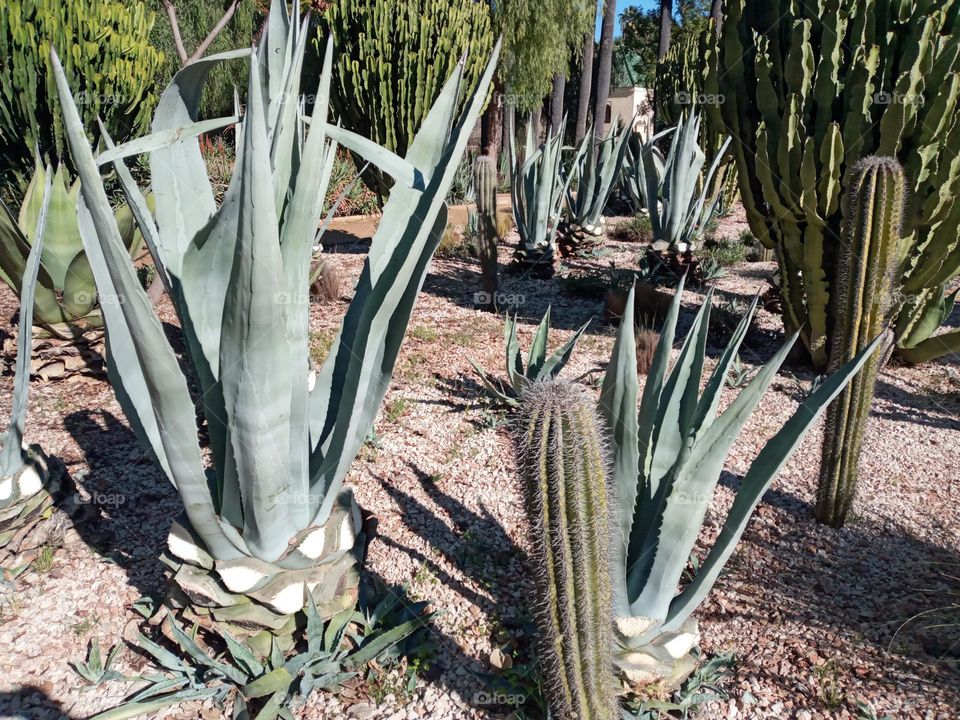 Cactus in parc