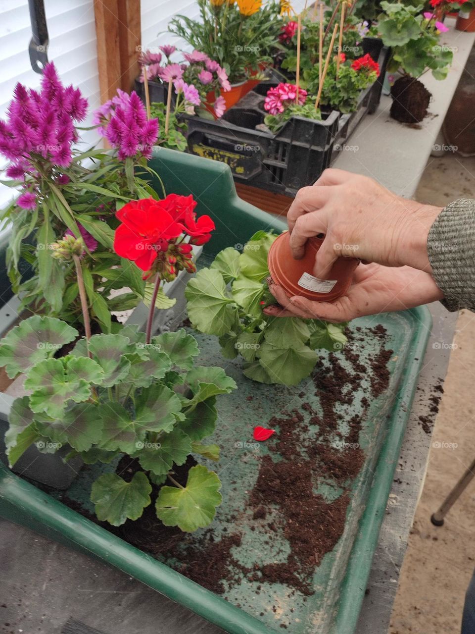Transplanting flowers