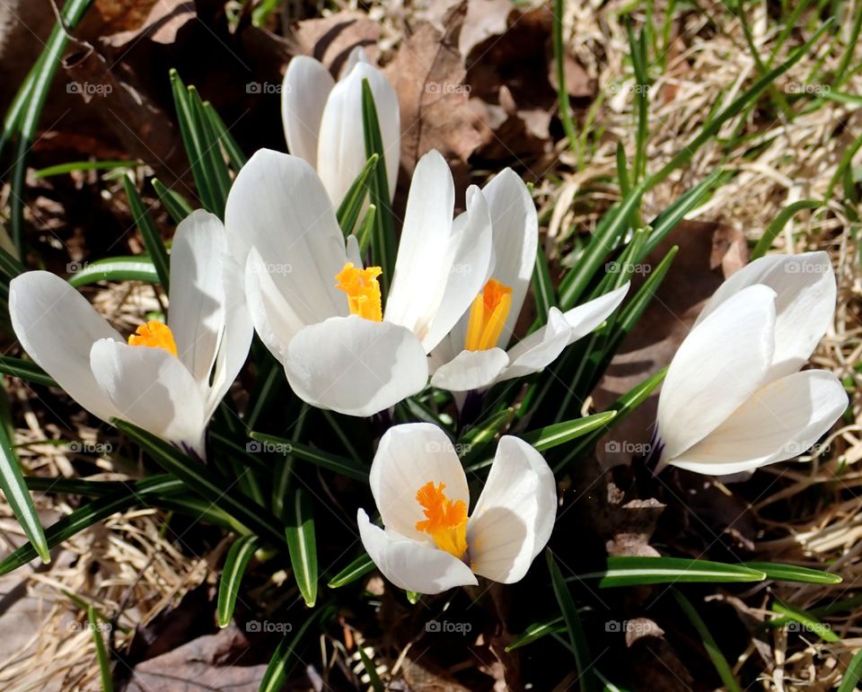 White crocus flowers growing in the backyard in spring