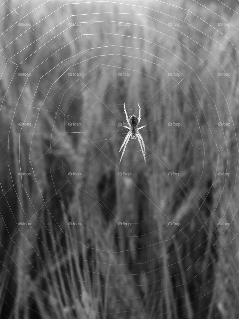 spider wep in the circle
