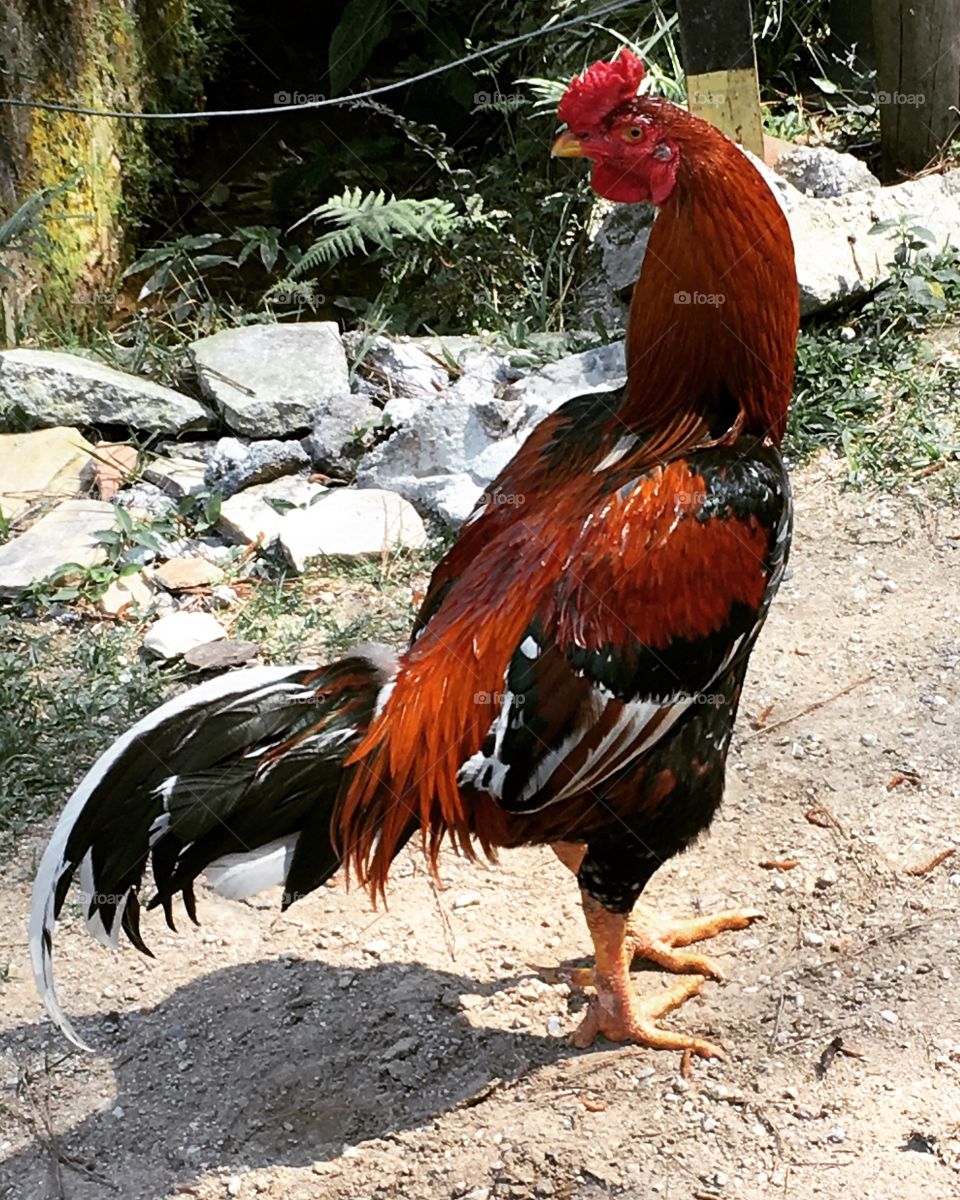 Ih, rapaz! O #Galo da minha sogra parece coruja: vira o #pescoço pra qualquer lado e brinca de estátua!
🐓 
#natureza #roça #fotografia #ave #rural #sítio #Jundiaí