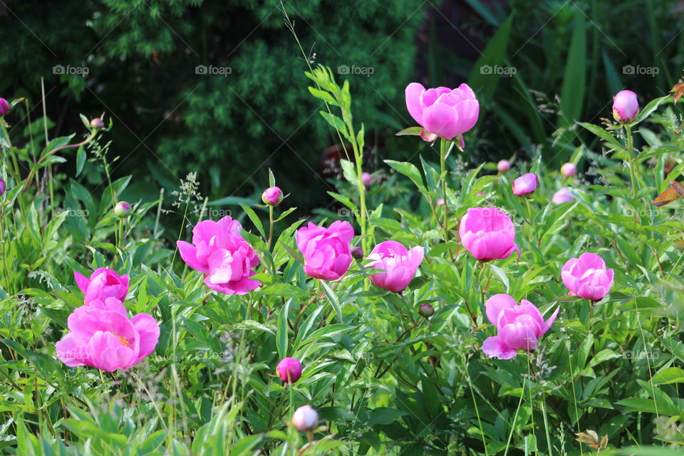 Fuchsia peonies in field of grass 