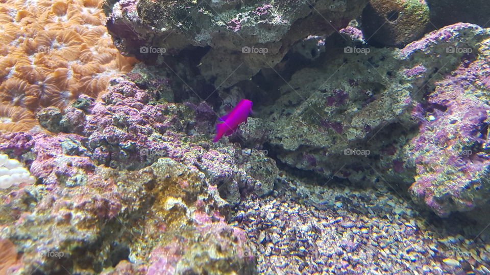 violet fish