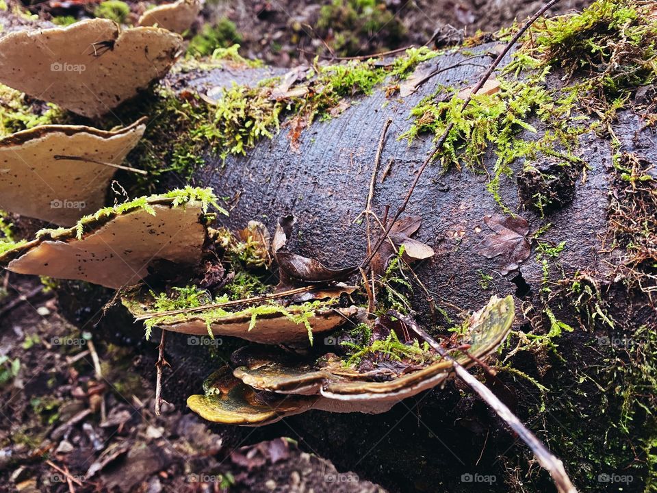 Inonotus radiatus white wild tree mushrooms 