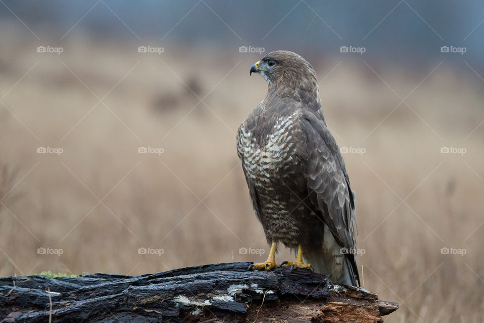 buzzard