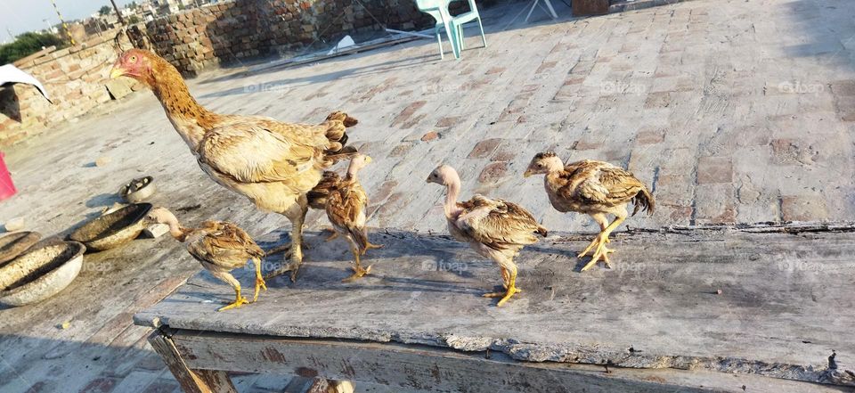 two and half months old chicks with hen