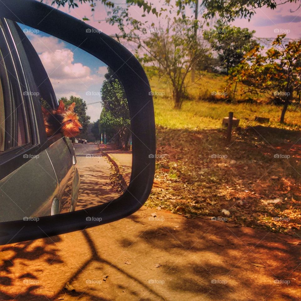 retrovisor carro car dog cachorro pet